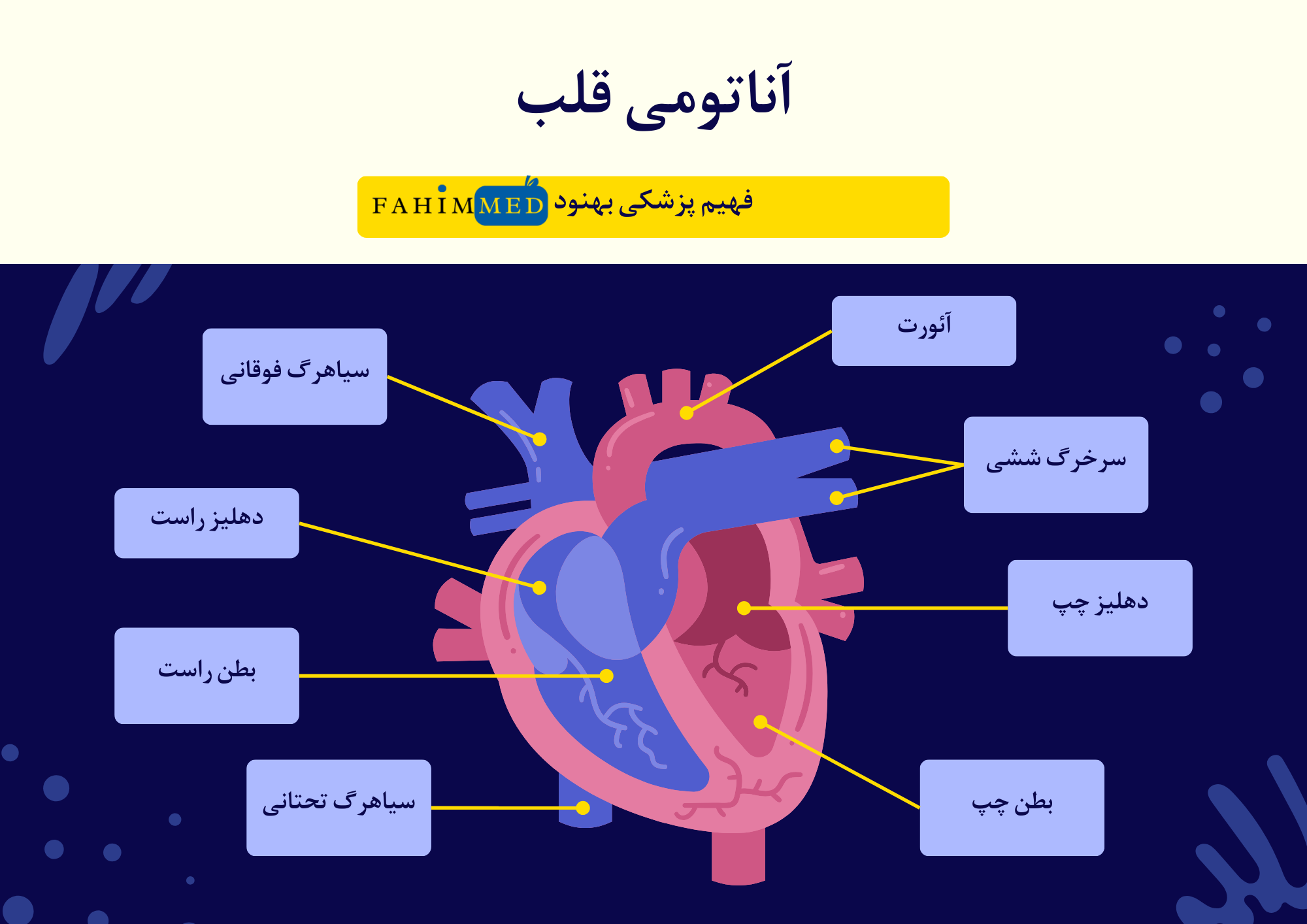 فیبریلاسیون دهلیزی AFib- آناتومی قلب